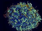 MIT新技术揭示了免疫细胞如何定位它们的目标