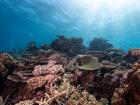 专家警告：世界上的珊瑚或将在30年内消失 需采取紧急行动