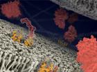 科学家找到有丝分裂异常的新细节 恢复缠结的染色体可防止细胞癌变