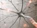 生物相容性材料制成新人工神经细胞有望用于修复心脏或眼睛等器官