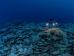 研究：防晒霜中发现的一种化学物质可能对珊瑚礁造成危害